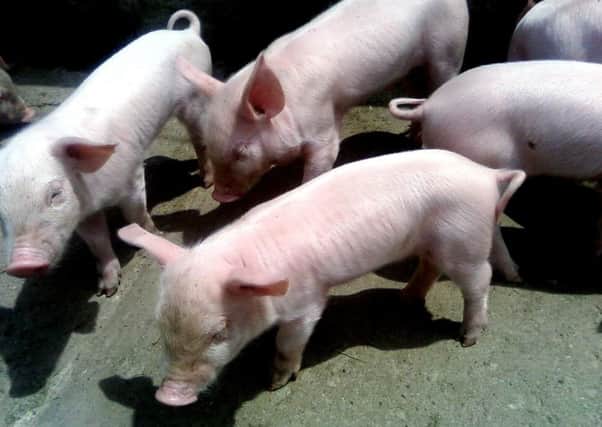 The proposed pig farm development at Reahill Road could house up to 30,000 animals.