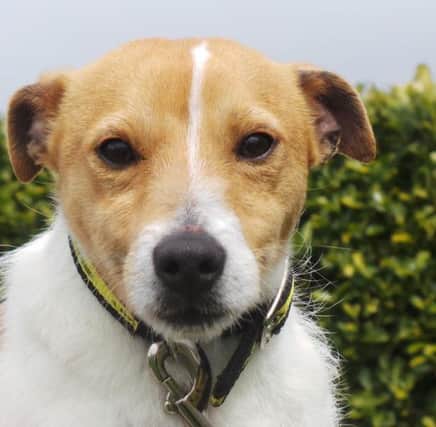 Skip is a lively nine-month-old Terrier who is always full of beans. Hes a friendly boy and loves meeting new people. Skip will need to be taught all his basic training but as he is such a bright spark he will pick this up quickly. Hes looking for an active home with owners who have experience of a similar breed. He can live with children aged 12 and over and potentially another female dog in his new home. Visit Dogs Trust Ballymena, 60 Teeshan Road, Ballymena, Co Antrim, BT43 5PN or call the centre on 028 2565 2977. www.dogstrust.org.uk