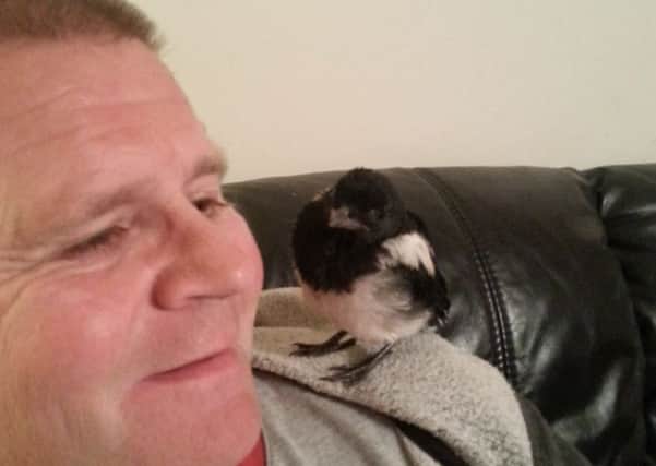 Magic Mike the Magpie loves perching on David's shoulder