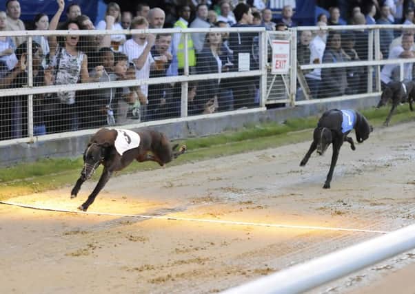 Farloe Blitz leads home Rio Quattro (t2) and Jolly Tricks (t4) in a fastest of the night 27.99 in heat seven of the Derby second round. It is now favourite to win the Derby Final.