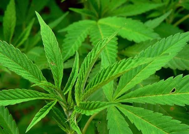 Cannabis