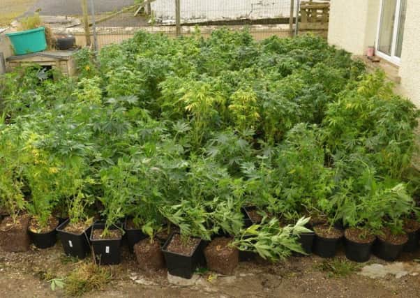 Suspected cannabis plants seized at the cannabis factory discovered outside Dungiven (Photo: PSNI)