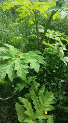 The giant hogweed plant spotted along Glengormley's Church Way. INLT-25-705-con