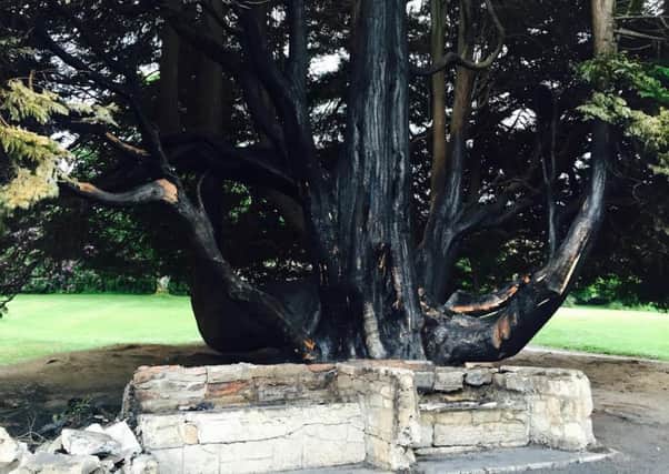 The 200-year-old tree burned in a deliberate fire