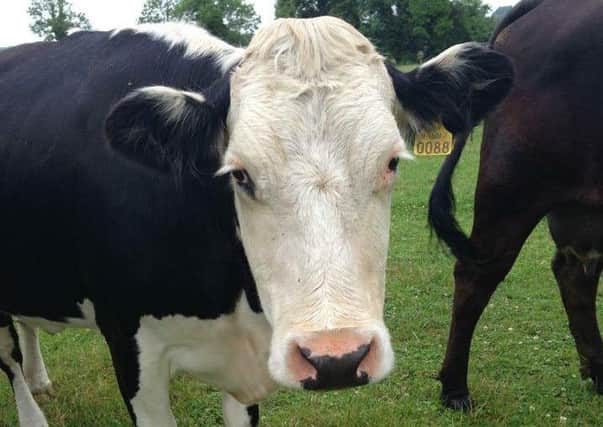 21 cattle have been stolen in Cookstown