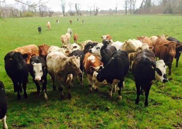 Some of the livestock missing from a Killybeggan farm