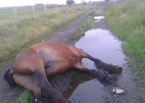 Dead horse dumped near Ardboe