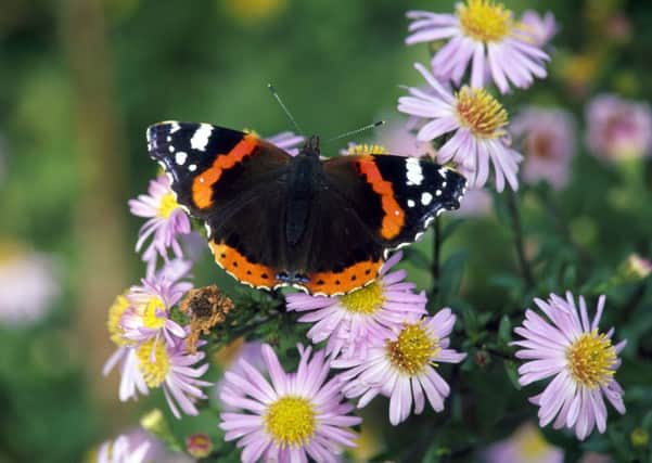 A red admiral butterfly that has landed on a pink and yellow flower at The Lodge RSPB reserve.