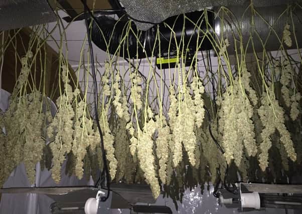 A PSNI photo of a suspected cannabis factory in Cookstown