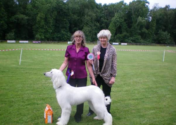 Judge Lesley Patton with Eunice Semple and her Best of Breed Afghan Hound.  INCT 30-722-CON