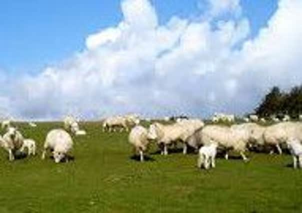 Sheep worth £8,000 have been stolen from the Ballymullock Road area, Larne. (Library photo)