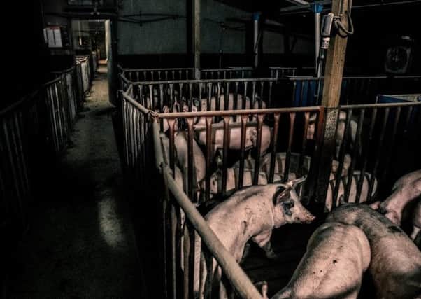Pigs in cells - image supplied by PETA--