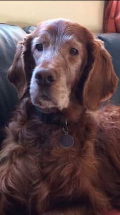 Bentley the Irish Setter - on  a mission to save 500 of his friends.
