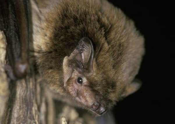 Close view of the head of a Leisler's bat (Nyctalus leislen)