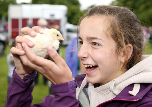 Caoimhe Philips making friends with a chick at last year's Tannaghmore Bird Fair at Craigavon. Pic: Cliff Donaldson