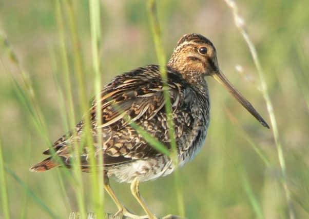 Actions taken by local farmers to manage their land with wildlife in mind are yielding great results for threatened breeding wader species like the snipe (Pic by Neal Warnock ).
