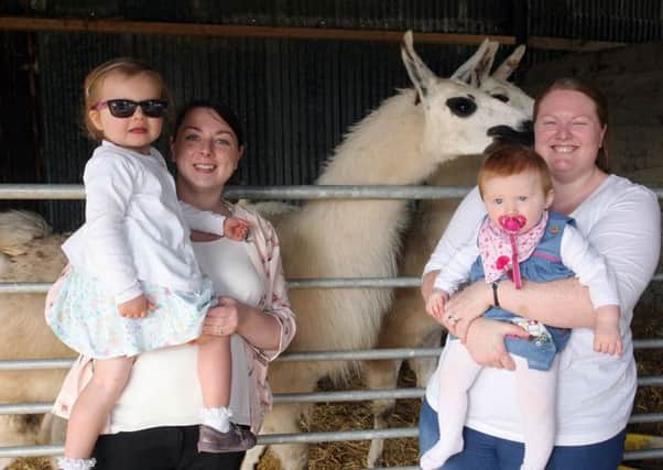 Emma and Sophie Campbell, and Sarah and Abbie Potter with the llama's at the Hillstown Farm Shop family funday. INBT34-245AC