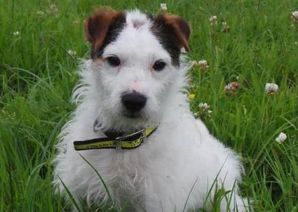 Meet dogs like Harvey looking for a forever home at Ballymena Dogs Trust Fun Day on September 5. (Submitted Picture).