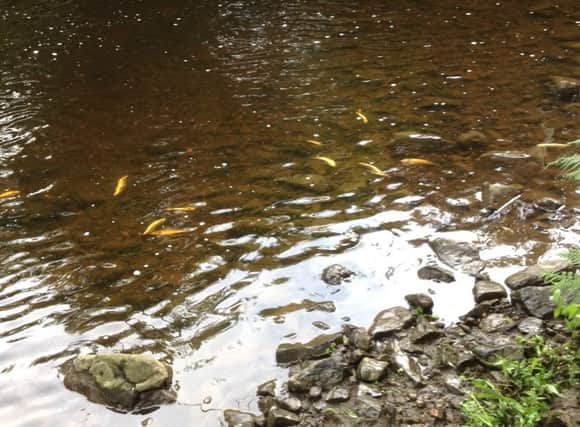 Dead fish lying in the Ballymartin River near Patterson's Spade Mill. INNT 35-520CON