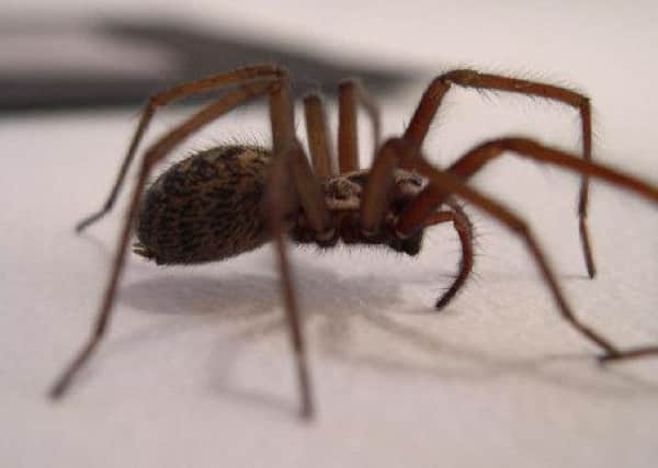 Giant spider