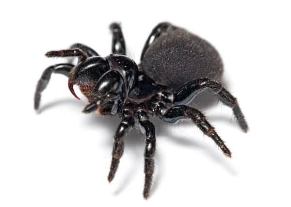 Spider