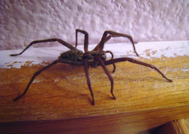 House spiders are descending on Mid Ulster homes as they go in search of a mate