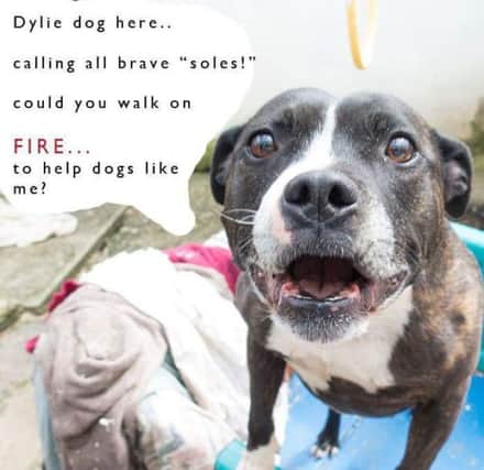 Dylie dog appeals to local to join the Lucy's Trust firewalk.