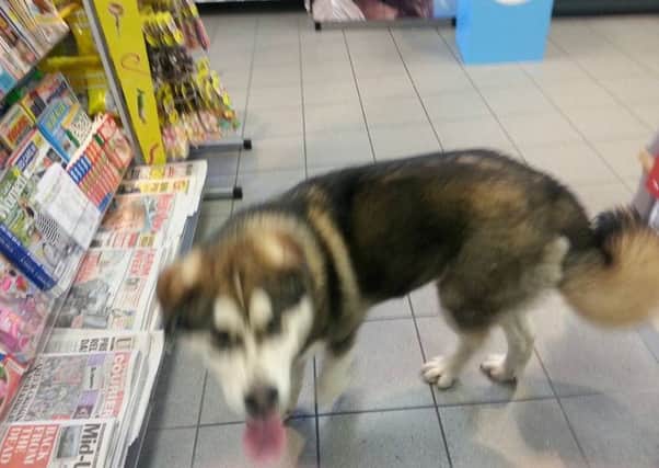 Dog found at Supervalu supermarket, Cookstown
