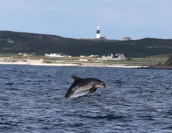 Dolphins put on a display of excellence on the Sea of Moyle between Ballycastle and Rathlin Island with Church Bay Fair Head and the Causeway Coast making a spectular backdrop. PICTURE STEVEN MCAULEY/MCAULEY MULTIMEDIA