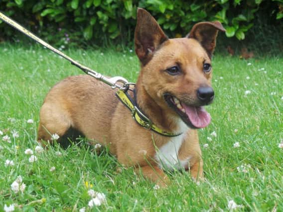 Can you give Alfie a loving home?