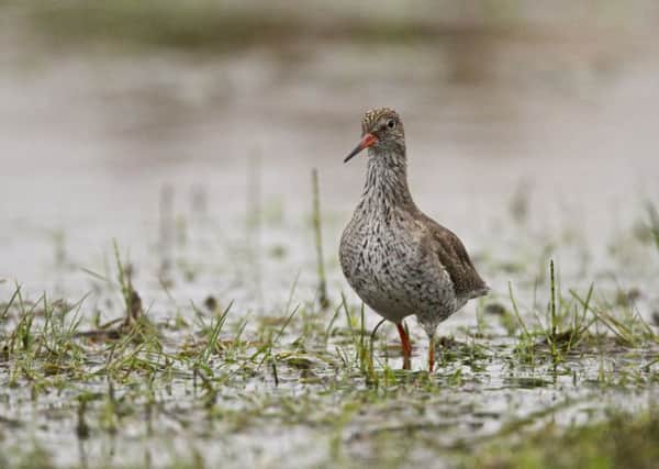 The Redshank. Photo credit Andy Hay (rspb-images.com)