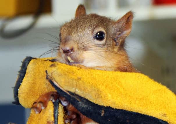 Belfast Zoo celebrated another conservation success when two male red squirrels, born at the Cave Hill site, were released in the Ballykinler Estate.