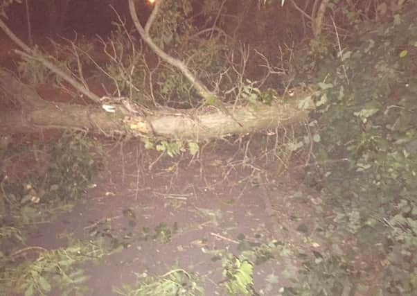The fallen tree which struck a woman in Dromore town park.