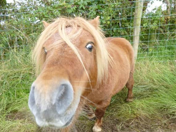 So cute: the miniature Shetland pony was found wandering around Finvoy.