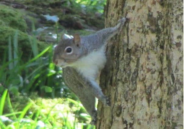 Glens Red Squirrel Group has been inundated with grey squirrel sightings recently.  INLT 41-683-CON