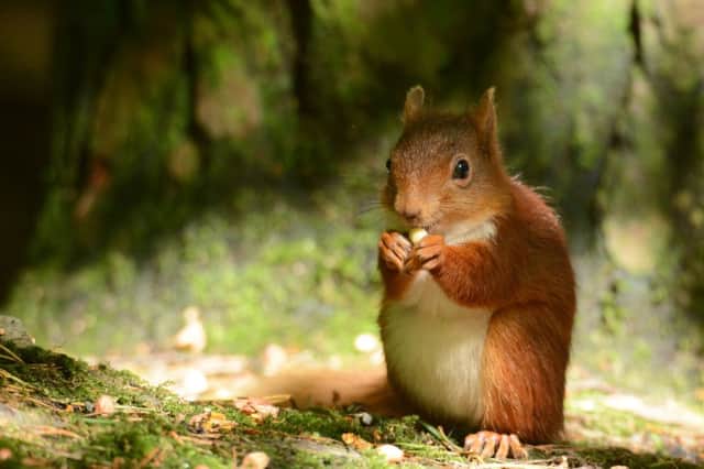 The native red squirrel