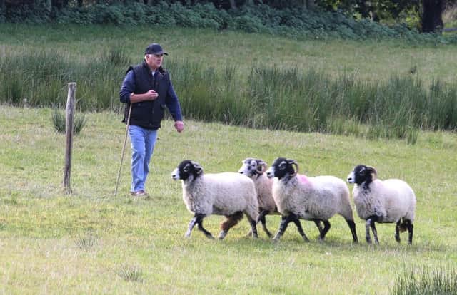 Action form the Glenariff sheep dog trials