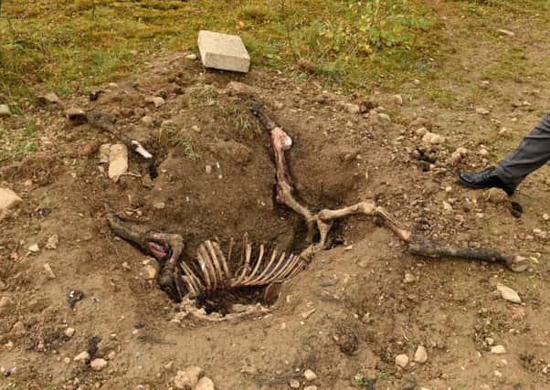 Walkers discovered what appears to be a half buried horse while crossing ground near Drumglass High School