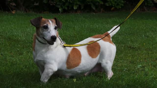 Can you offer Purdy a loving home?