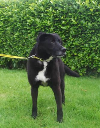 Can you give Vinnie a loving home?
