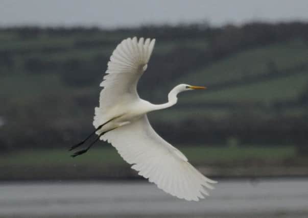 Cameron Moore's image of the bird in flight at Larne Lough. INCT 43-754-CON