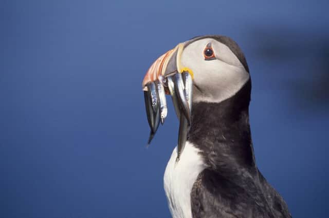 Birds, Puffin, close up with sandeels
