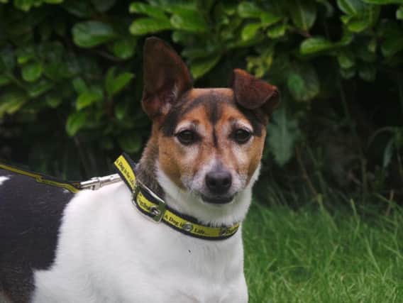 Can you offer Rusty a loving home?