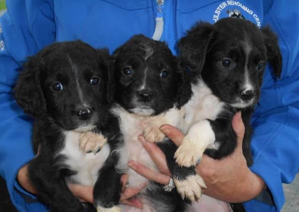 Could you give one of these beauties a new home?