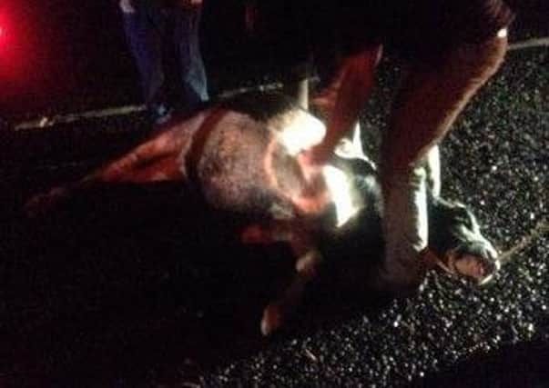 Calf after it was hit by a car on the Dungannon Road