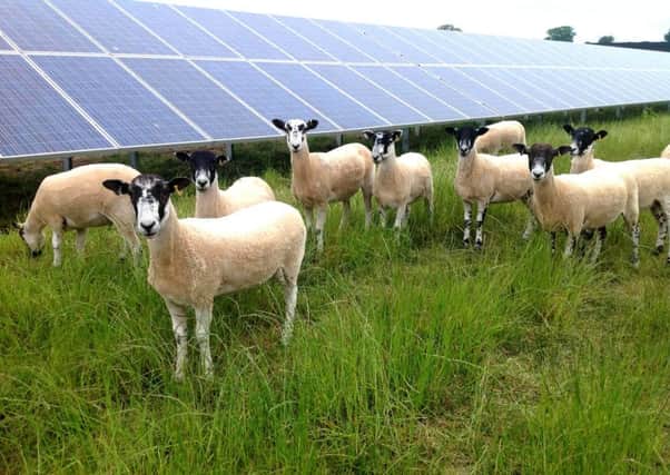 Sheep grazing on a 'solar farm' in Devon, England. (Archive photo)