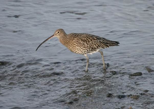 Curlew: Now a rare site on Lough Neagh