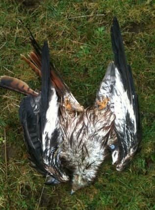 A dead red kite. Credit: Adam McClure