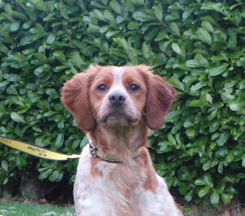 Can you give Ginger a loving home?