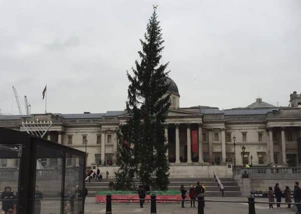 Former Cookstown resident says its better than the tree in Trafalgur Square, London
